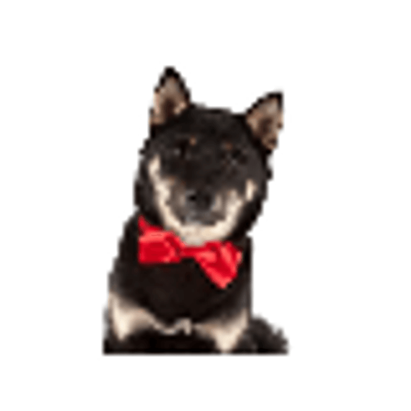 Canine Costume Dickie Bows Multicolor 10-pack Assorted, Show Tec