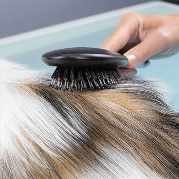 Hovedbilde Bristles and Nylon Brush, Ibanez