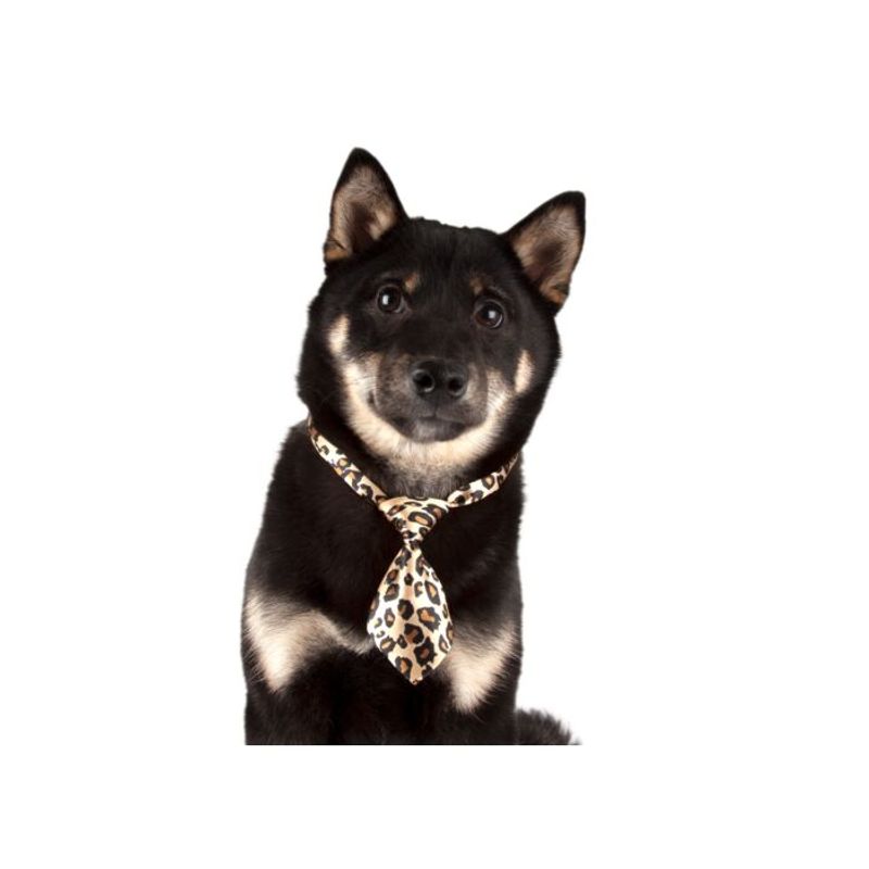 Canine Costume Ties 10-pack Assorted, ShowTech
