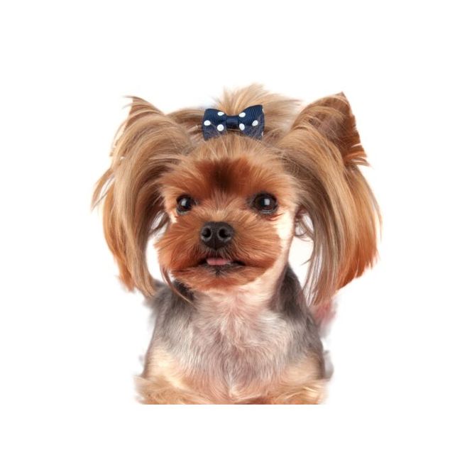 Hovedbilde Polka Dot Bows with clip 6 pcs Bows, ShowTech