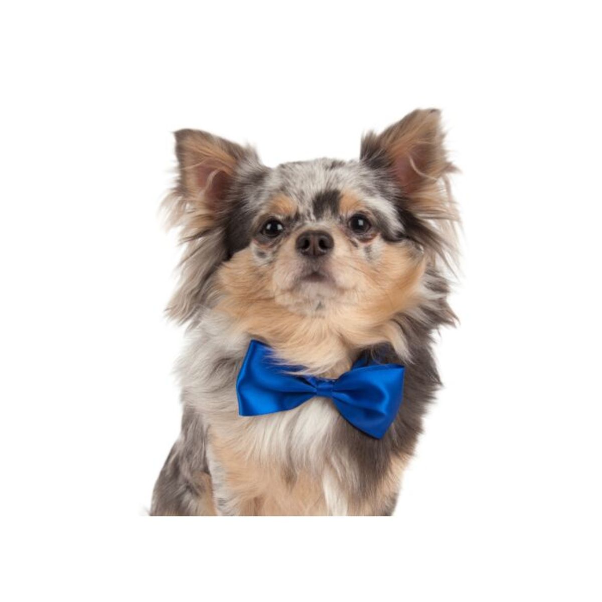 Canine Costume Dickie Bows Multicolor 10-pack Assorted, Show Tec