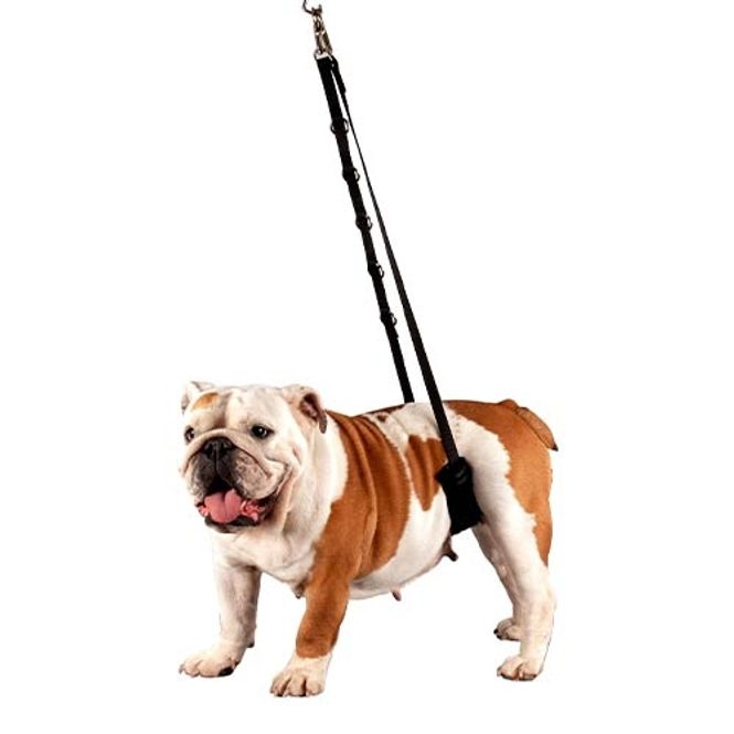 Hovedbilde Galgeløkke med magepolstring Small Dogs, ShowTech
